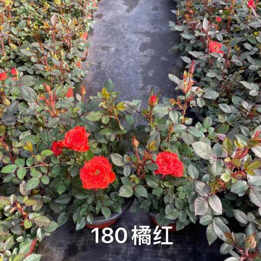 常州玛格丽特三色苗
