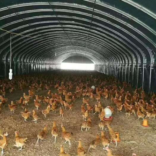 沭阳县上门定做各种保温大棚