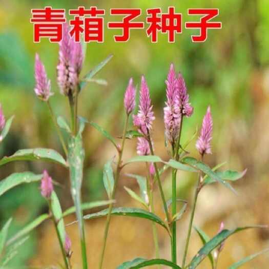 青葙种子草蒿昆仑草鸡冠苋籽春播夏秋开花可干切花室外盆栽