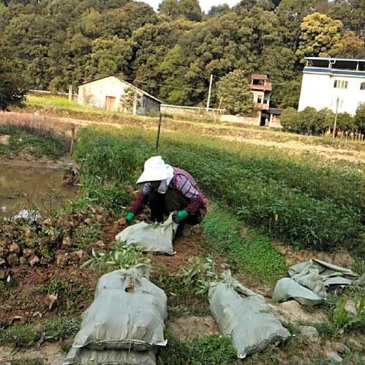 灵川县山苍子，木姜子，山楜椒苗