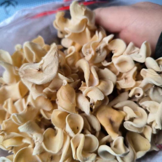 白玉耳   白玉菇