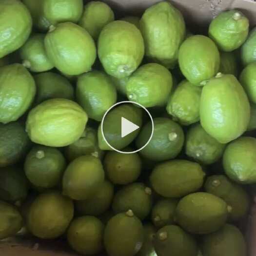 广州香水柠檬