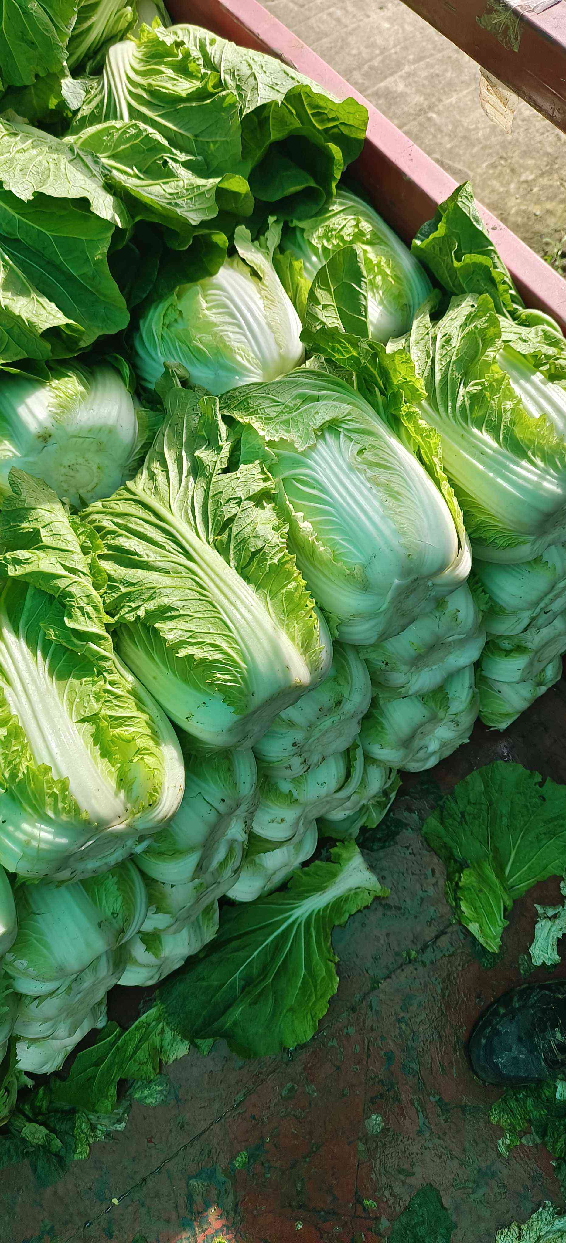 湖北高山黄芯大白菜，