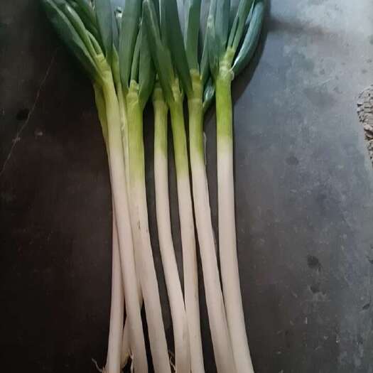 周口铁杆大葱