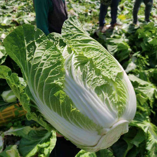 利川市湖北恩施黄心大白菜产地直发整车代办新鲜蔬菜叶菜类利川现摘现发