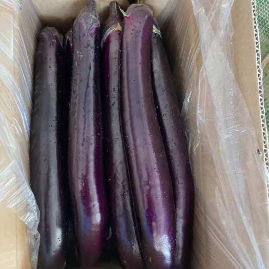 景洪市精品紫长茄