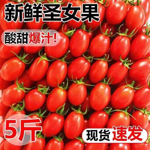 圣女果小番茄5斤新鲜小西红柿蔬菜现摘现发包邮