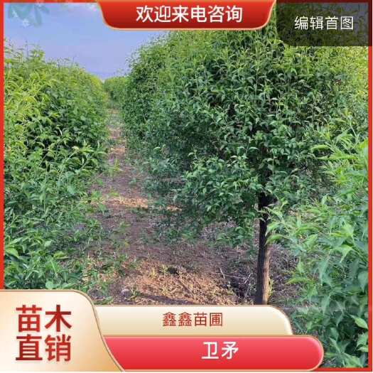 晋中卫矛