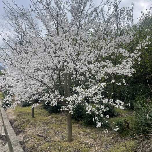 大量供应各规格染井吉樱花