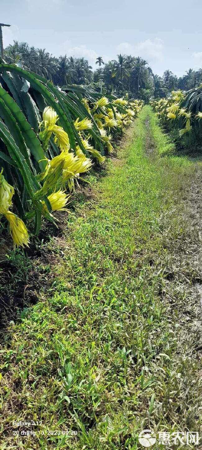 火龙果花