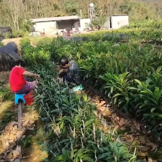 白沙县海南鸡蛋果嫁接苗