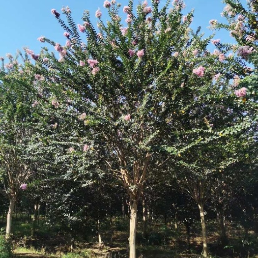 嵊州市大量供应各规格高杆紫薇