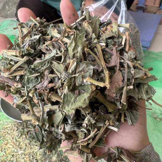 败酱草 实物拍摄 发货如图 保庆药业批发 败酱草