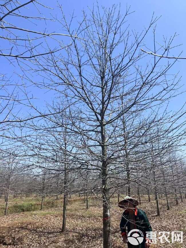 大量供应各规格娜塔栎