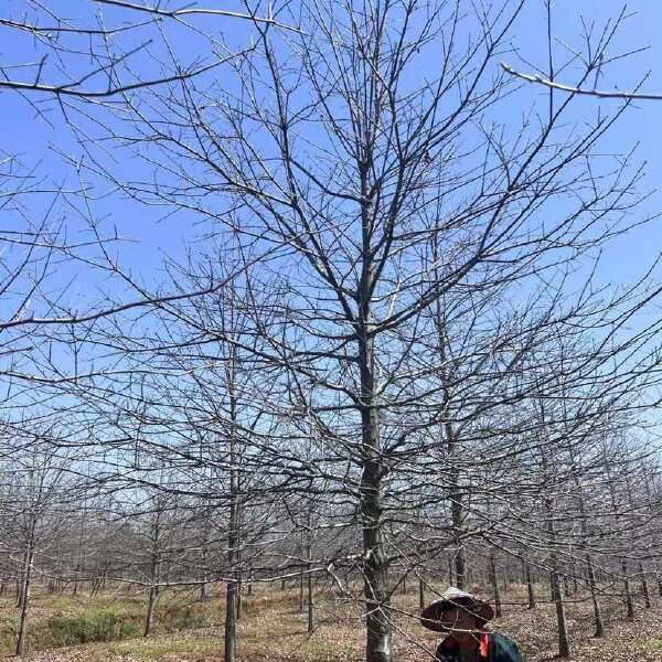 大量供应各规格娜塔栎