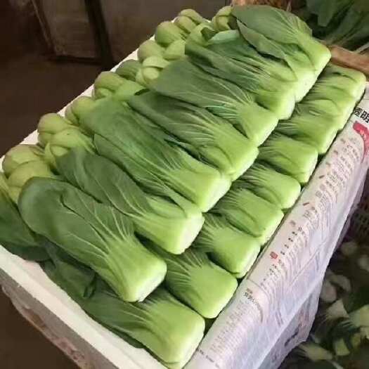 陆良县精品上海青