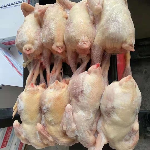 莘县老母鸡白条
