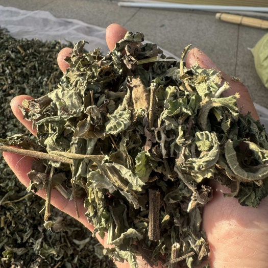 鄄城县稀莶草豨莶草豨签草干货 粘不扎稀签草无硫 保庆药业