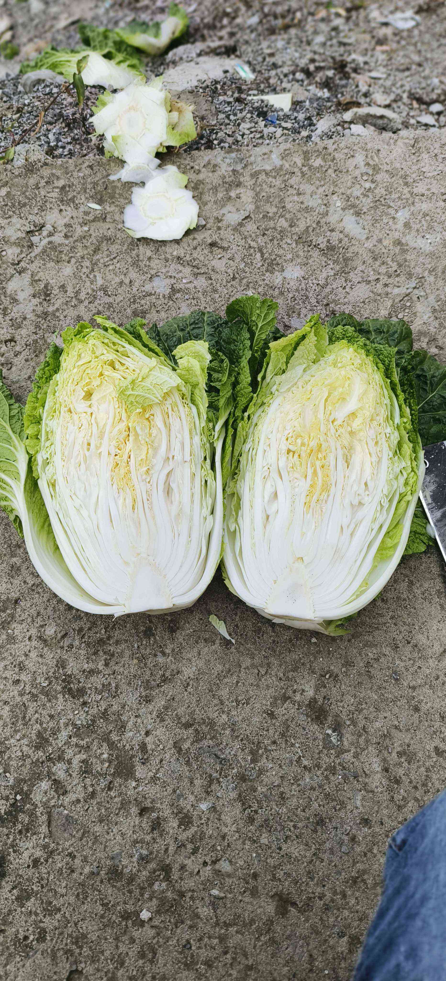 湖北高山黄芯大白菜，