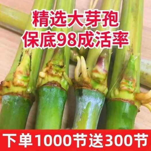 罗甸县无毛甜象草3号种节巨菌草皇竹草红象草四季多年生牧草种节