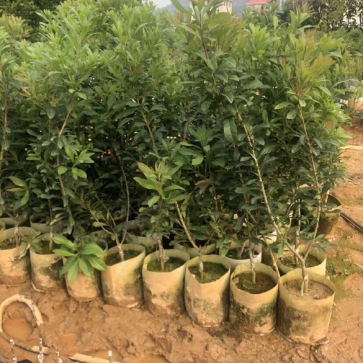 漳州一年苗中杯杨梅苗