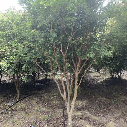 博罗县广东苗场嘉宝果树苗8年结果当年结果树葡萄