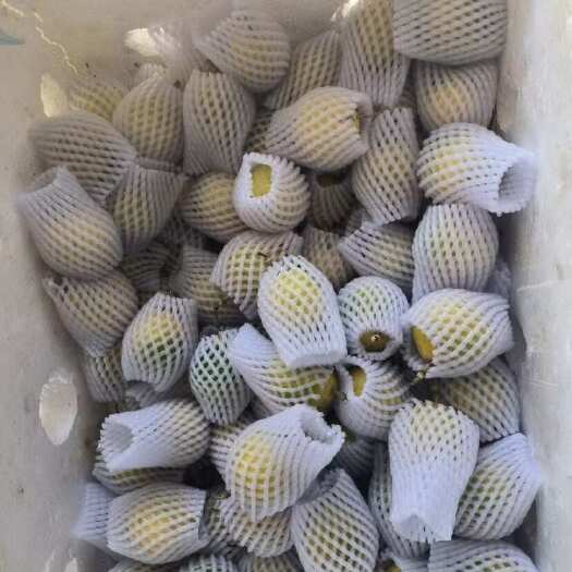 上林县钦密9号 黄金百香果