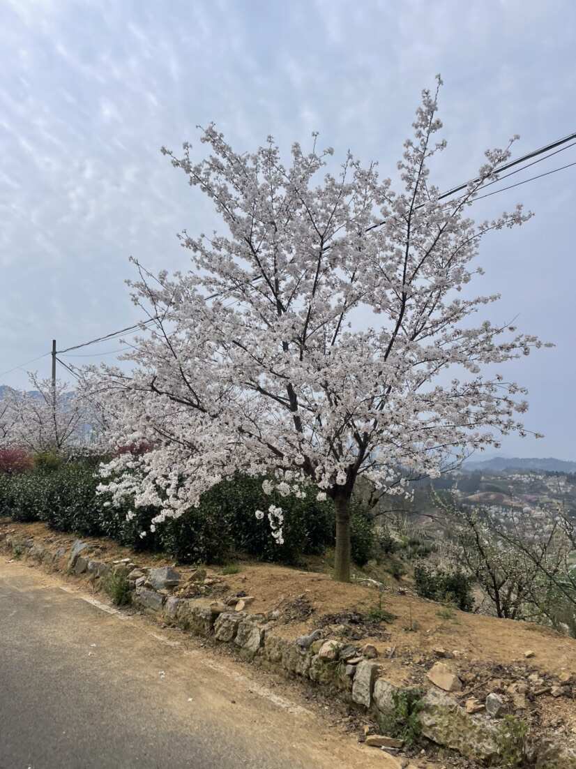 染井吉樱花