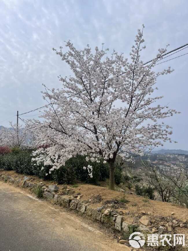 染井吉樱花