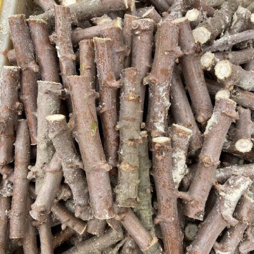 北流市木薯种苗面包木薯苗种子黄肉木薯苗批发