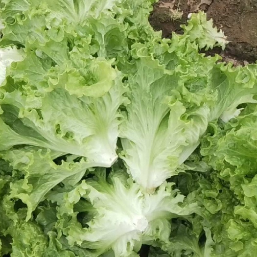 新上市大棚生菜，需要的可以联系了