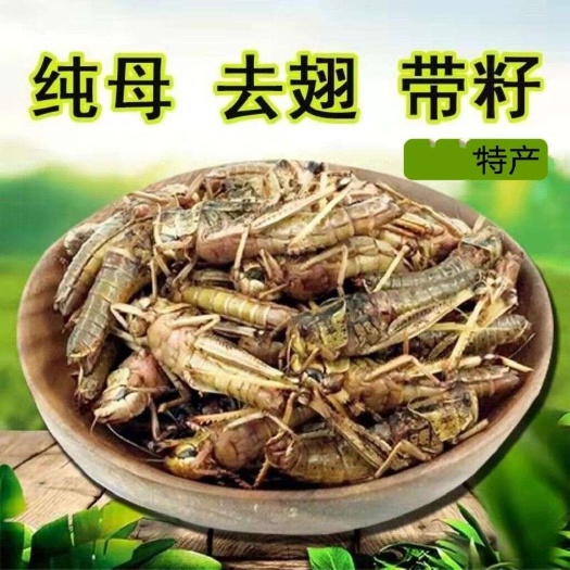 衡水新鲜速冻蚂蚱烧烤蝗虫蚱蜢油炸纯母带籽昆虫东亚飞蝗酒菜美食油炸