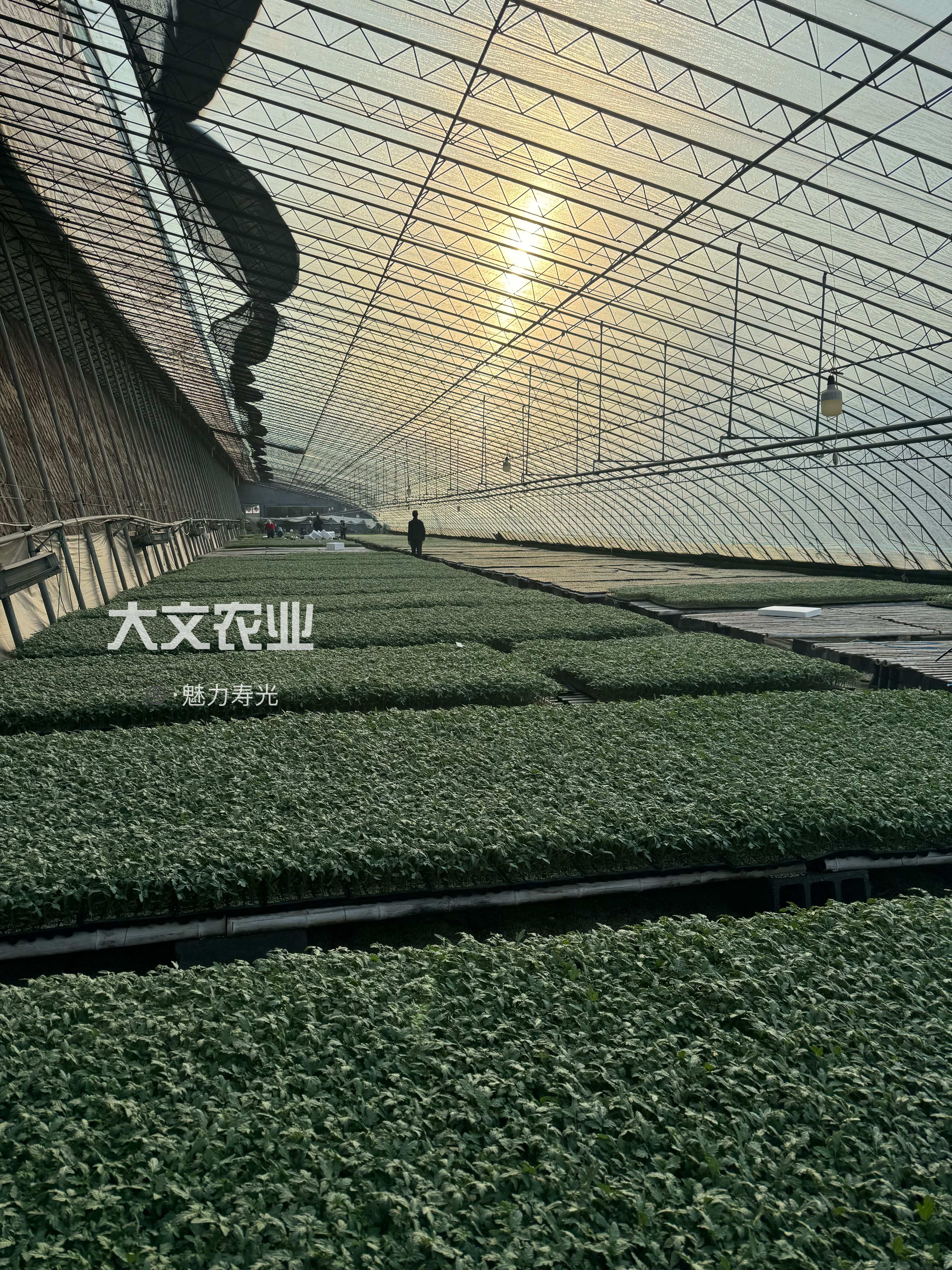 耐裂早熟抗病毒硬粉，果形周正、产量高，颜色鸡血红