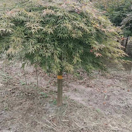 长沙羽毛枫