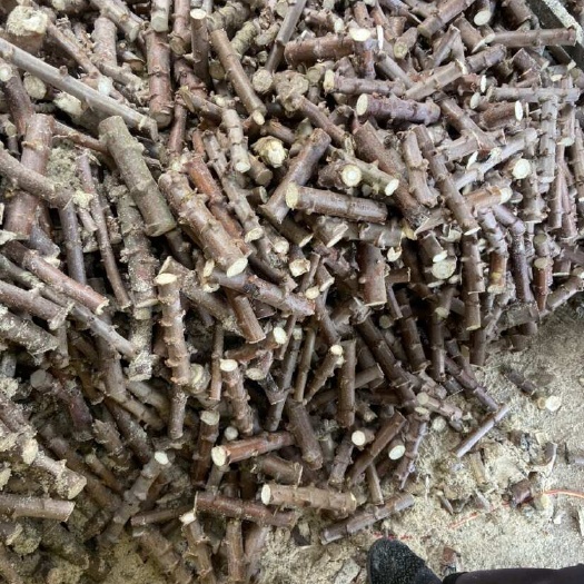 北流市面包木薯种苗黄肉木薯红皮白肉