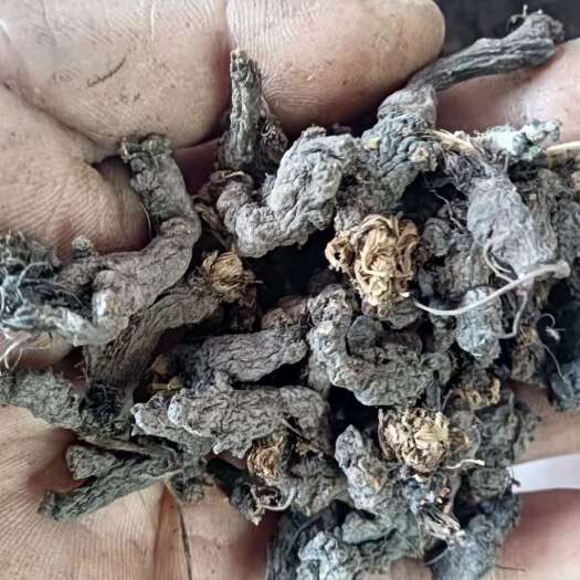 宜昌天葵子