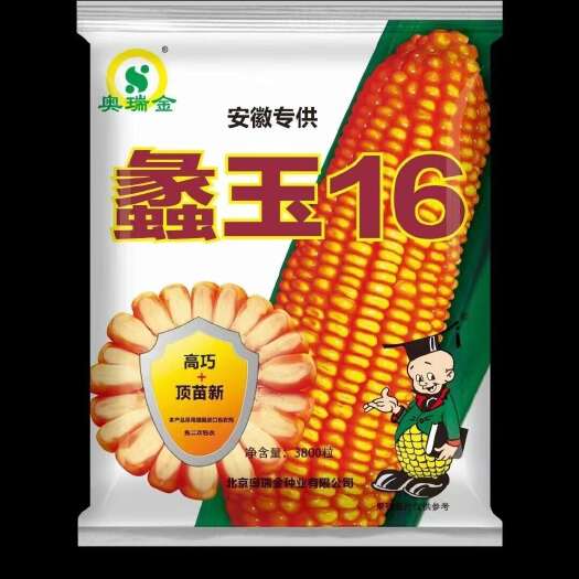 郑州蠡玉16玉米种子：抗灾抗旱品种，穗位低强扛倒优质玉米种子