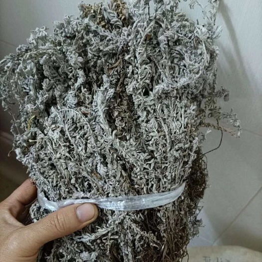 新丰县鹿茸草 六月霜
