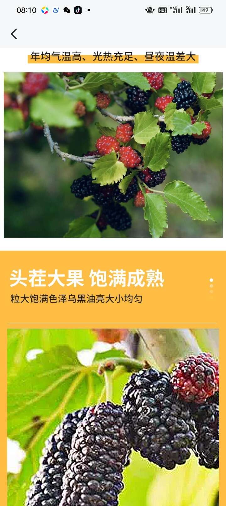 黑桑椹