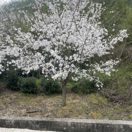 染井吉樱花