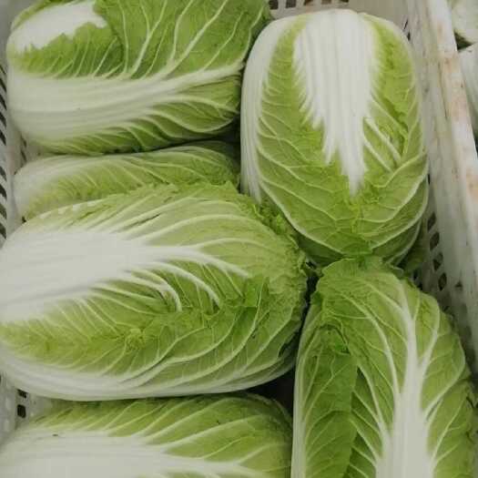山东滕州白菜，精品黄心白菜大量上市，货源充足，价格美丽！！！