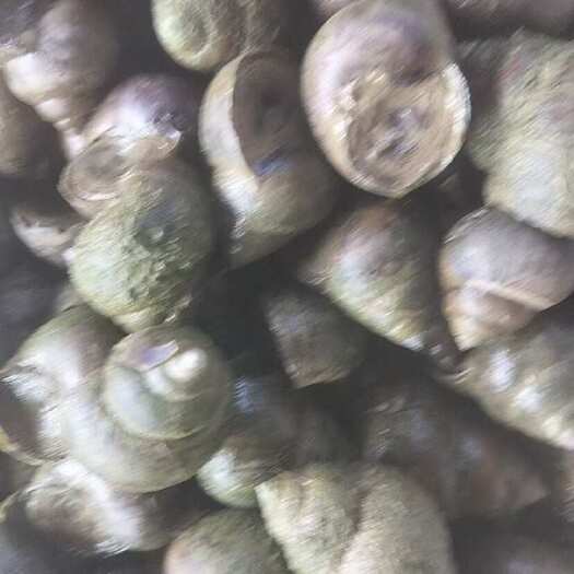 洪湖市田螺，淡水螺，有需要的可以联系我