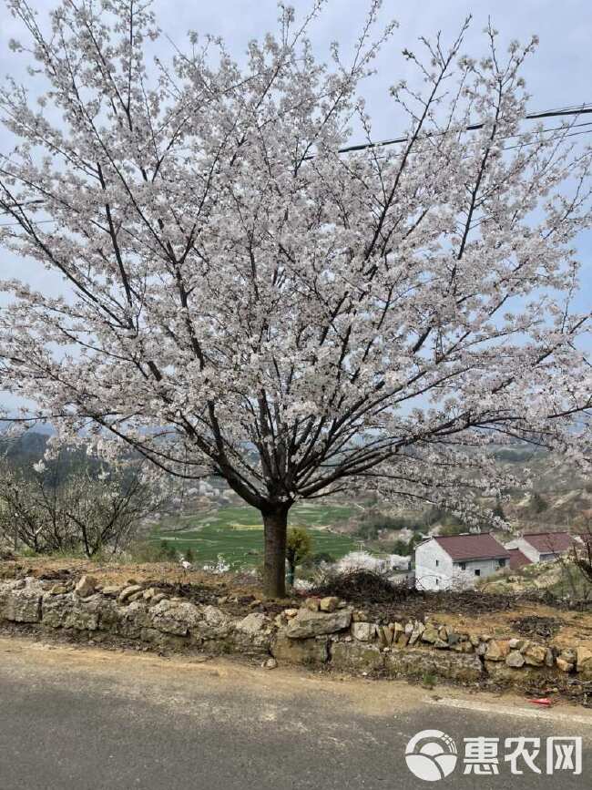 染井吉樱花