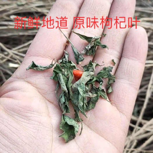 枸杞叶子新货天然纯晒干枸杞叶子茶无硫 新货