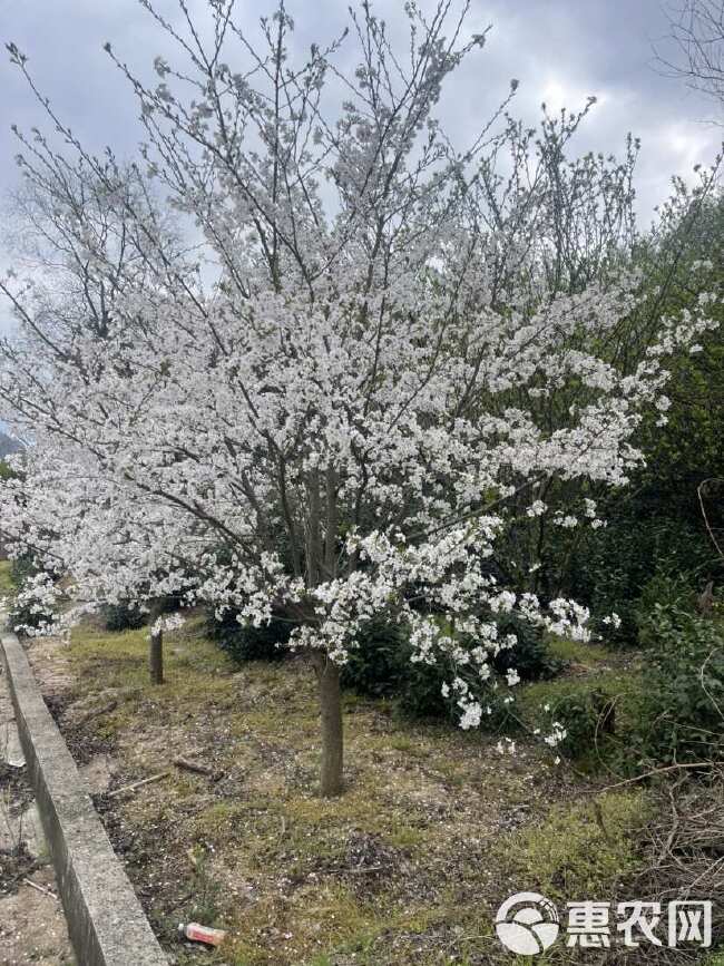 染井吉樱花