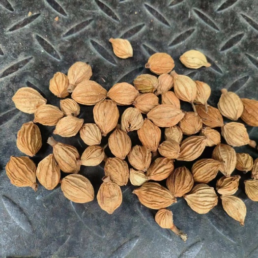 罗甸县香砂仁
