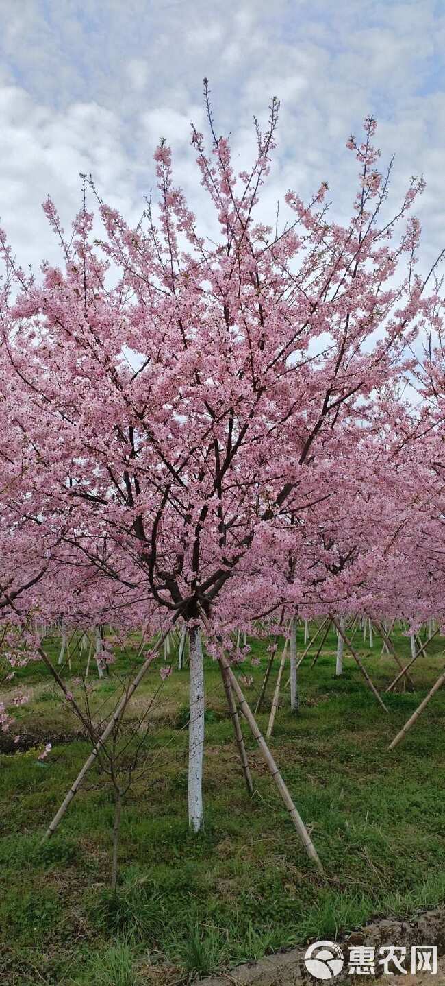 佳人樱花