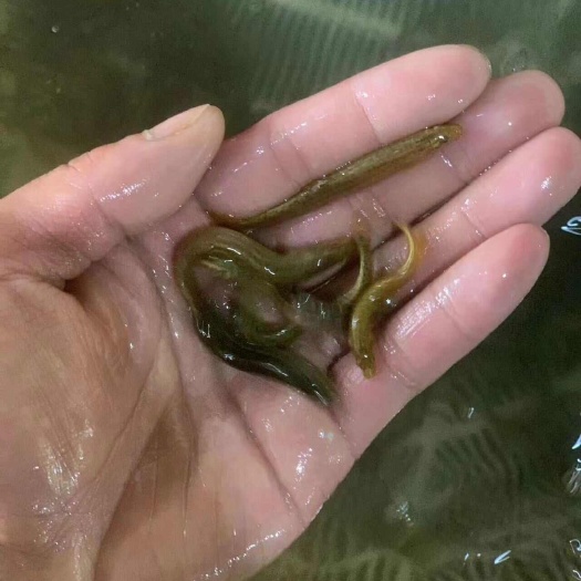 昆明泥鳅苗，规格齐全价格便宜。量大可以送货上门提供技术方面的支持