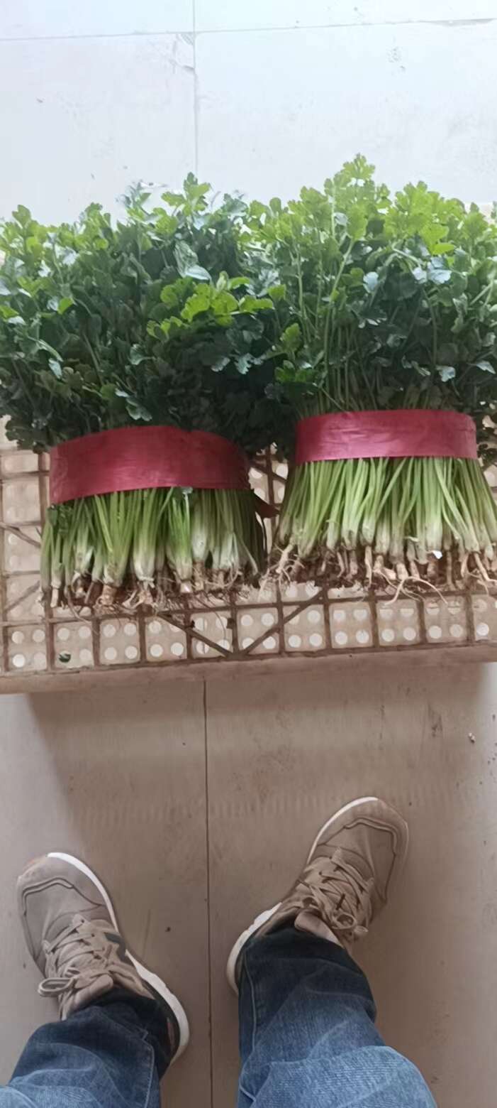河南香菜，大棚精品铁杆青香菜，视频看货，线上保障交易