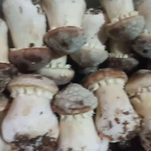 莘县大球盖菇